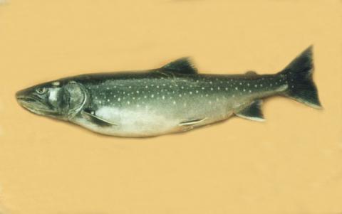 Boganida paalia (Salvelinus boganidae) KALAPEEDIA
